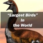 Top 10 Largest Birds In the World